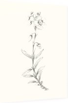 Zonneroosje zwart-wit Schets (Rock Rose) - Foto op Dibond - 60 x 80 cm
