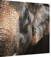 Aziatische olifant op zwarte achtergrond - Foto op Dibond - 80 x 80 cm