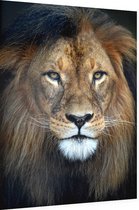 Leeuw koning jungle - Foto op Dibond - 30 x 40 cm