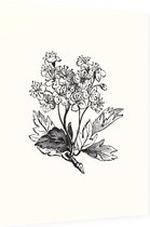 Meidoorn zwart-wit (Hawthorn) - Foto op Dibond - 30 x 40 cm