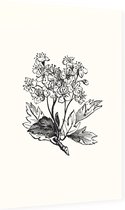 Meidoorn zwart-wit (Hawthorn) - Foto op Dibond - 60 x 90 cm