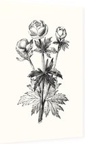 Globebloem Trollius zwart-wit (Globe Flower) - Foto op Dibond - 60 x 90 cm