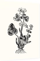 Gewone Dotterbloem zwart-wit (Marsh Marigold) - Foto op Dibond - 60 x 80 cm