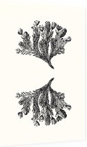 Minuartia Sedoides zwart-wit (Mossy Cyphel) - Foto op Dibond - 40 x 60 cm