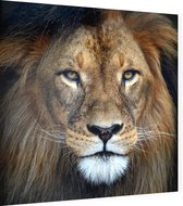 Leeuw koning jungle - Foto op Dibond - 40 x 40 cm