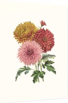 Chrysanten Aquarel (Chrysanthemum) - Foto op Dibond - 60 x 80 cm