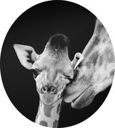 Giraffe koppel op zwarte achtergrond - Foto op Dibond - ⌀ 40 cm