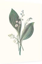 Lelietje-van-dalen (Lily of the Valley) - Foto op Dibond - 30 x 40 cm