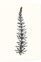 Lidsteng zwart-wit (Mares Tail) - Foto op Dibond - 60 x 80 cm