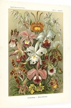 Cypripedium - Orchideae (Kunstformen der Natur), Ernst Haeckel - Foto op Dibond - 60 x 80 cm