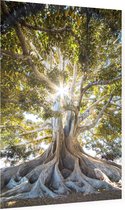 Prachtige boom in het zonlicht - Foto op Dibond - 60 x 90 cm