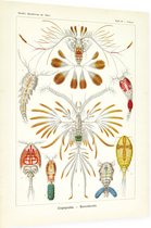 Calanus - Copepoda (Kunstformen der Natur), Ernst Haeckel - Foto op Dibond - 60 x 80 cm