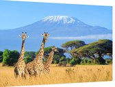 Giraffen in de wildernis - Foto op Dibond - 60 x 40 cm
