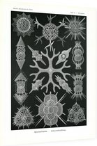 Astrosphaera - Spumellaria (Kunstformen der Natur), Ernst Haeckel - Foto op Dibond - 60 x 80 cm