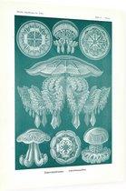 Pilema - Discomedusae (Kunstformen der Natur), Ernst Haeckel - Foto op Dibond - 30 x 40 cm