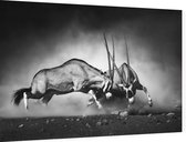 Vechtende Gemsbokken - Foto op Dibond - 90 x 60 cm