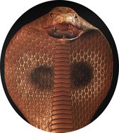 Bruine Cobra Art - Foto op Dibond - ⌀ 40 cm