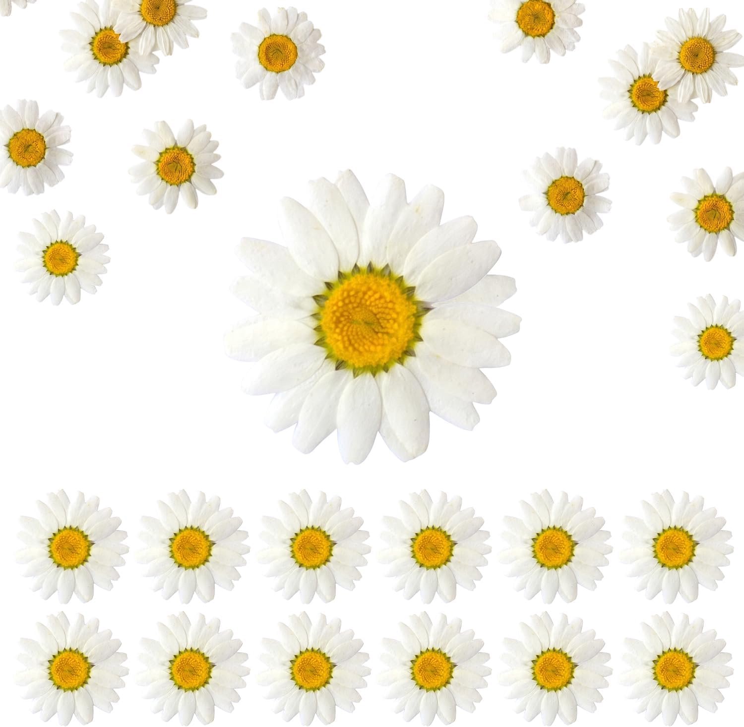 Drogede bloemen 1 inch - 12 stuks - madeliefjes - ideaal voor hobbyprojecten - Vemera