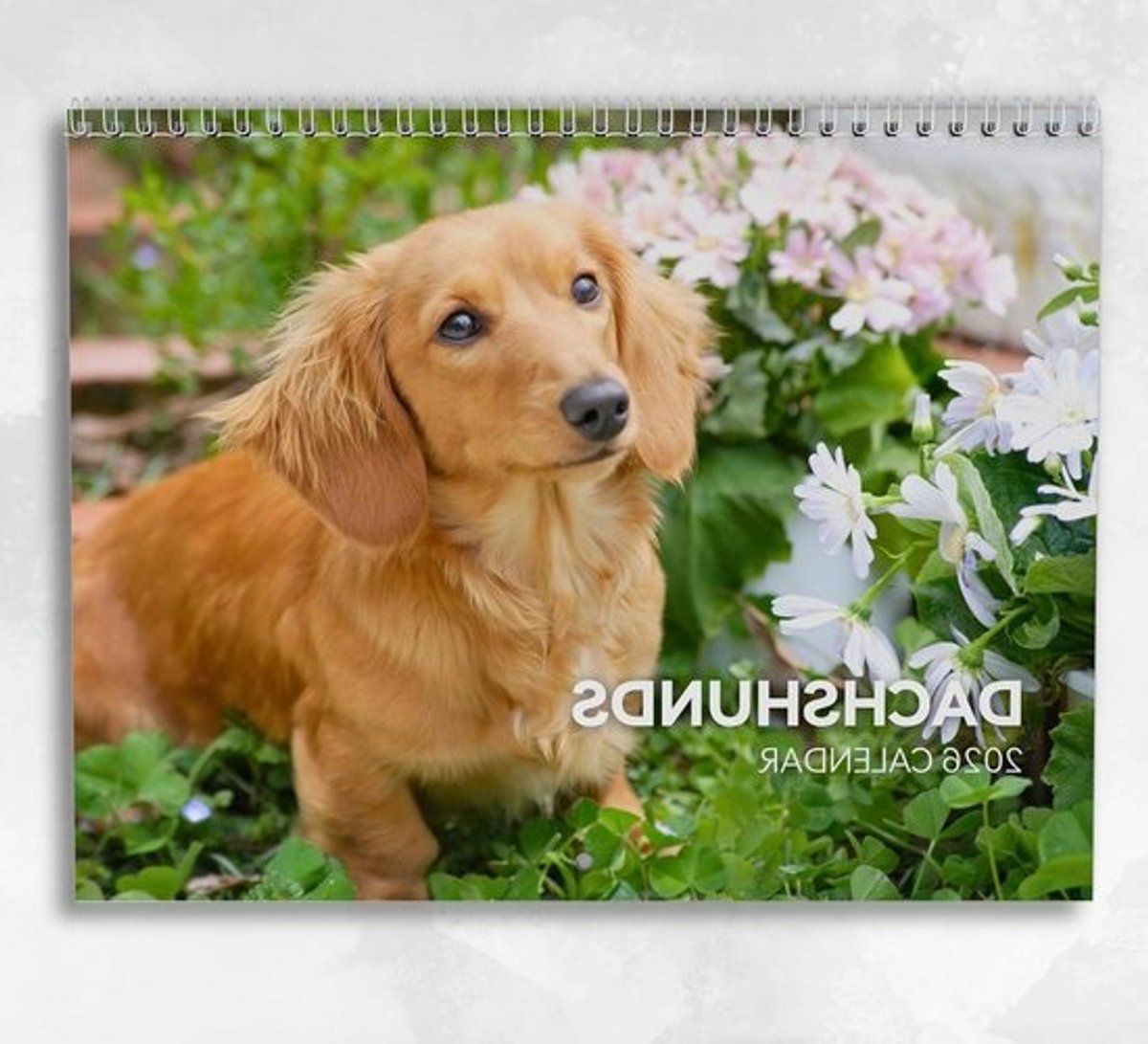Teckel Kalender - Wandkalender Maandkalender - Planning en Organisatie - Inclusief Feestdagen - A3 Geopend - Multicolor
