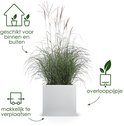 Witte vierkante plantenbak met siergras, geschikt voor binnen en buiten, met overlooppijpje en makkelijk te verplaatsen.