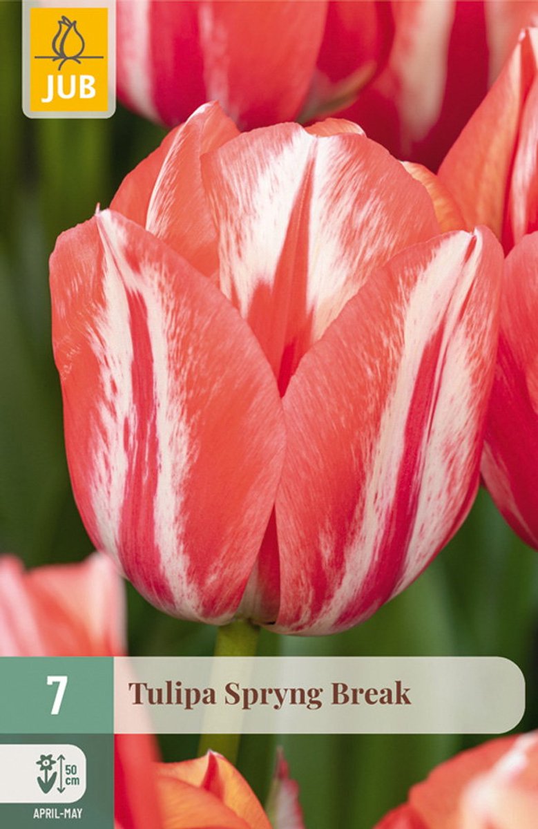 Tulipa Spryng Break bloembol JUB 7 stuks