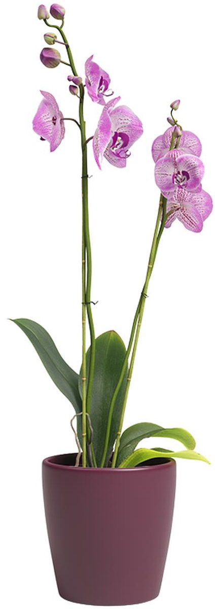 artevasi Thalia orchidee overpot bordeauxrood 14 cm