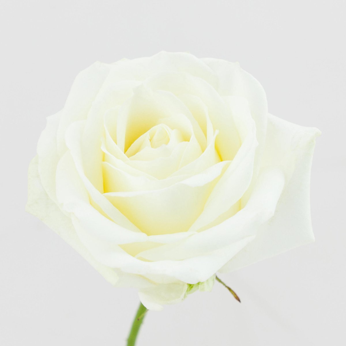 10x Rosa avalanche+ 40cm