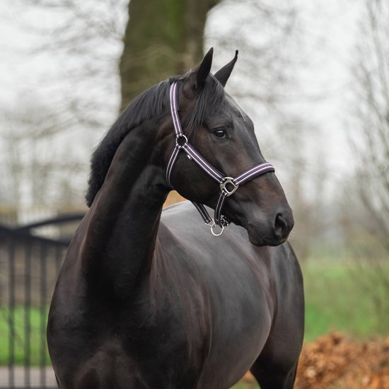 Zwart paard met een paars halster met strepen.