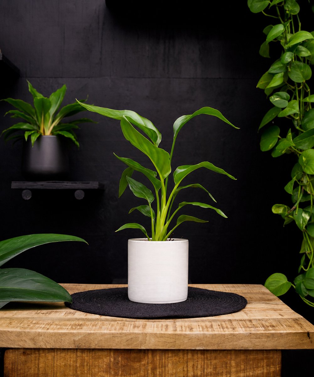 Strelitzia | Paradijsvogelplant | 35cm | met wit keramieken pot