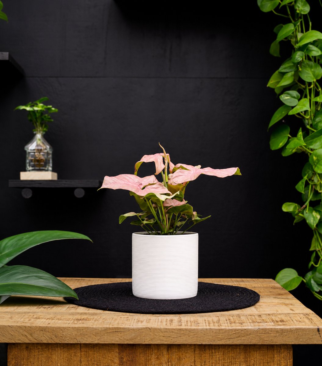 Syngonium | Neon | 30cm | met witte keramieken pot