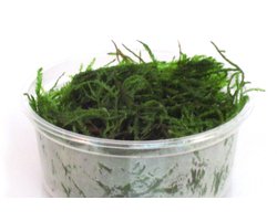 Moerings Vesicularia dubyana (javamos) in 80 cc cup