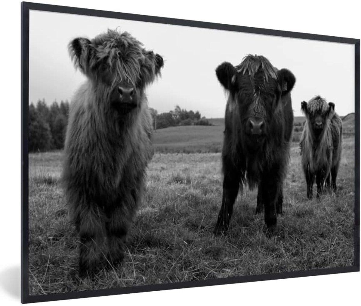 Poster met Lijst - 30x20 cm - Schotse hooglander - Koeien - Natuur - Groen - Gras