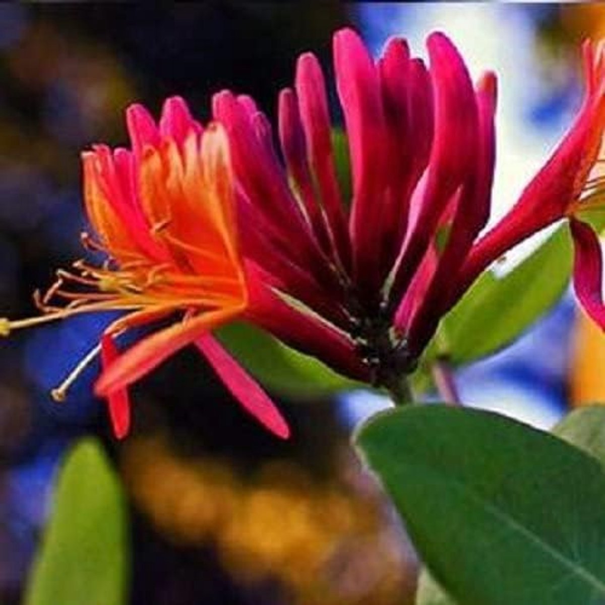 3 x Kamperfoelie Red World (Lonicera/Klimplant): 3 kopen/2 betalen - Rood/Wit en Winterhard - Meerjarige bloeiende klimplanten | 3 x potten van 1,5 liter