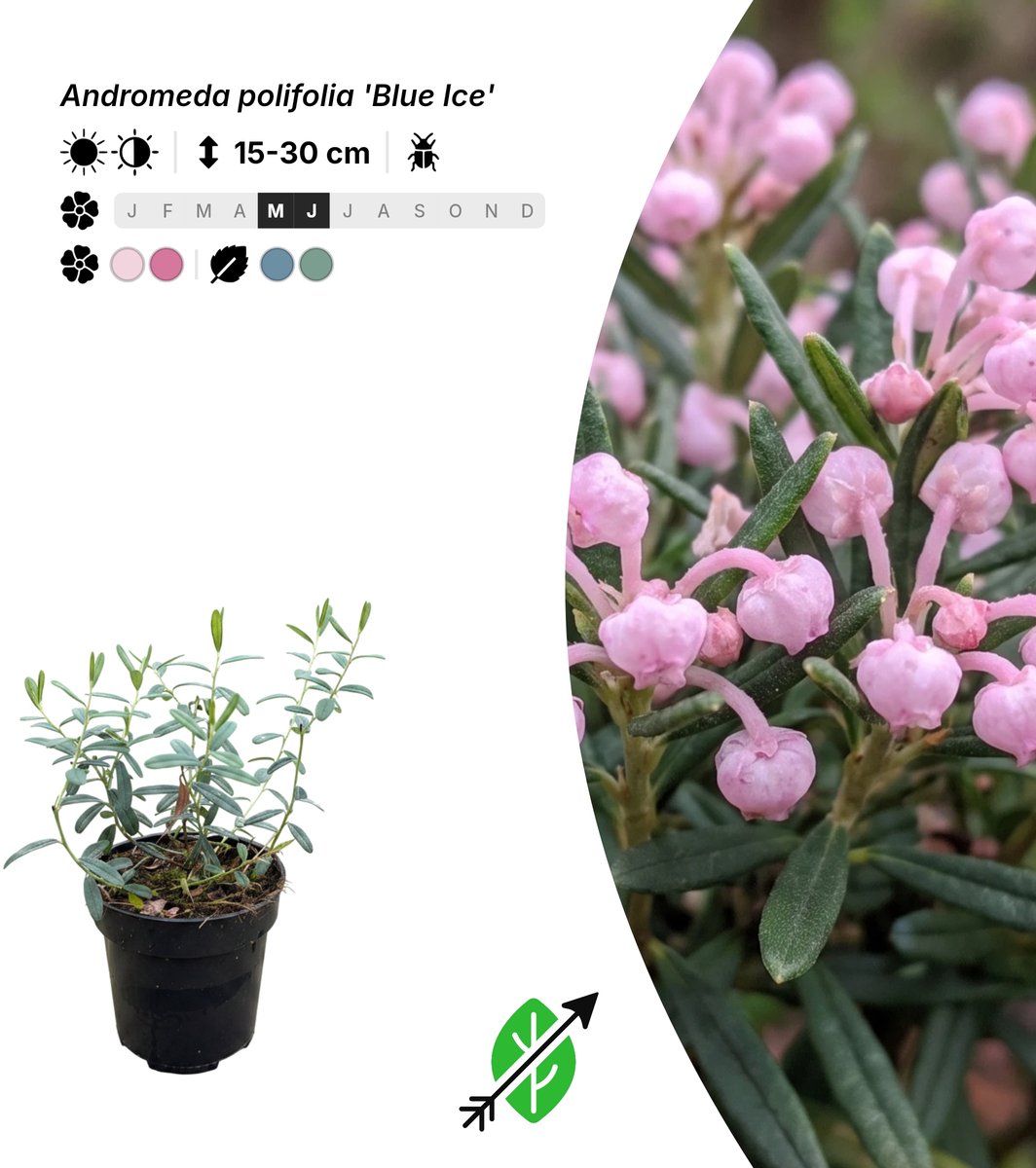 Singleplants - 20x Andromeda polifolia 'Blue Ice' - Pot P9 - bodembedekker - winterhard tot -45°C