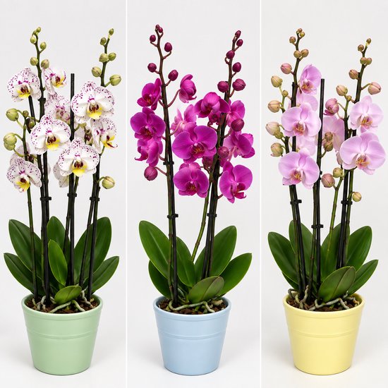 Orchidee (Phalaenopsis) - 3 tak - Special Mix - Pot 12 cm - Keramieke pot