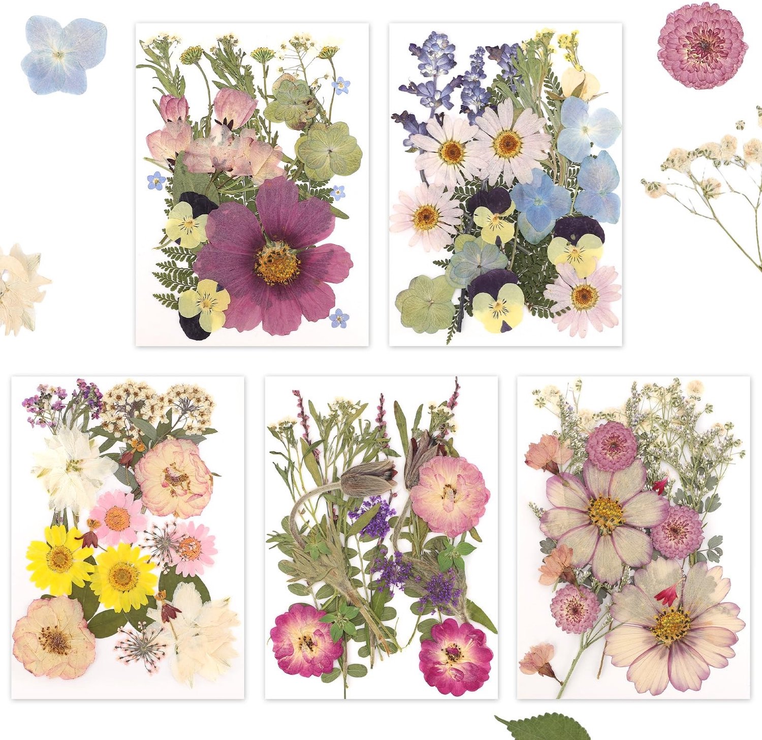 Famanu Geperste gedroogde bloemen in 5 kleuren voor knutselen en decoratie