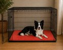 Border Collie liggend in een zwarte metalen hondenbench op een gewatteerd rood kussen.
