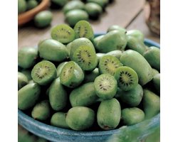 Kiwibes (Actinidia Arguta) - - Issai - Vaste planten - Moestuin - Bijen-Vlinders - Klimplant - bloeit in Juni / Juli / Augustus
