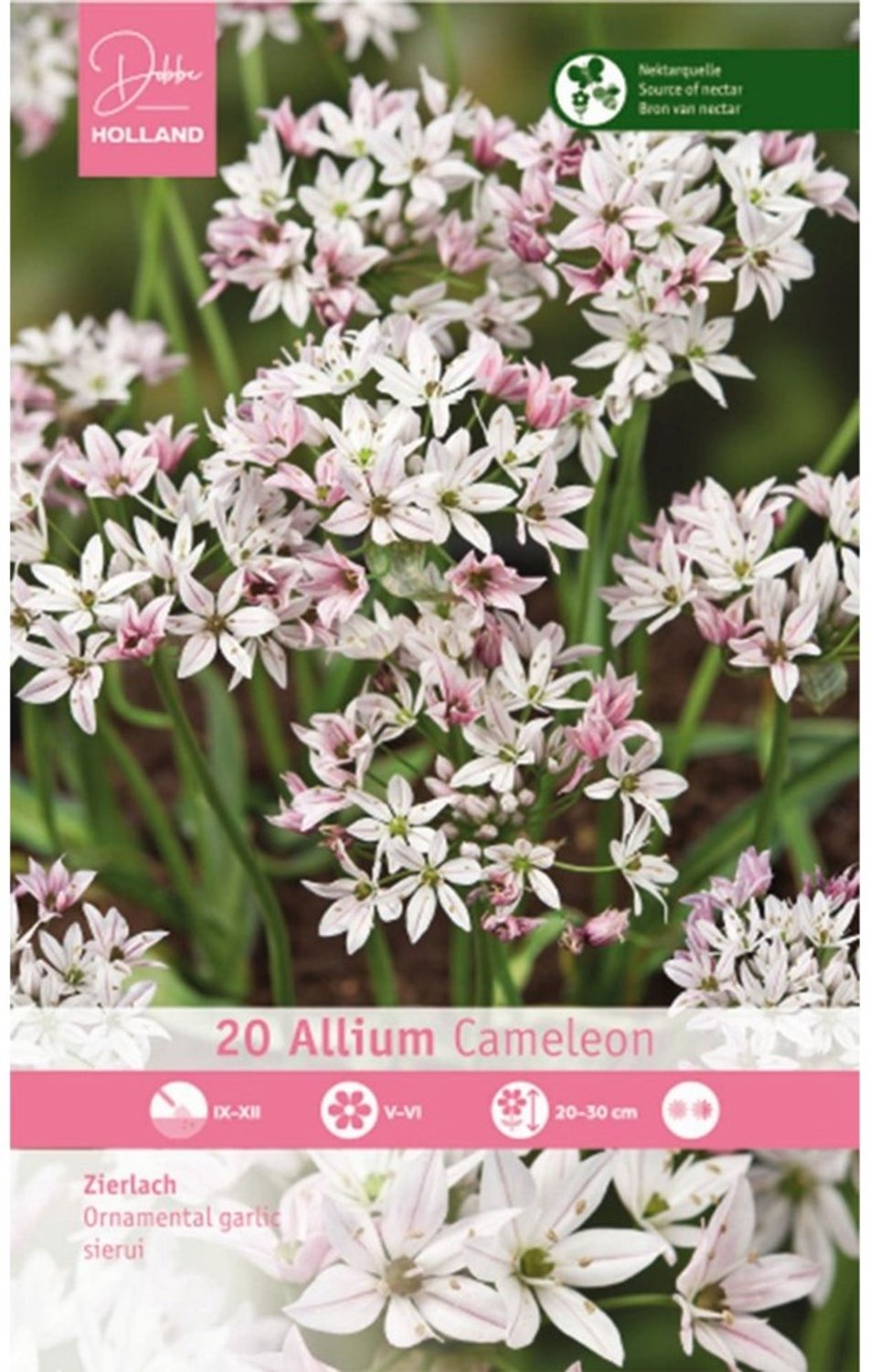 Knoflook (Allium sativus) - Allium Cameleon - Sierui - Bijen-Vlinders - Snijbloemen - Voorjaarsbollen - bloeit in Juni / Juli