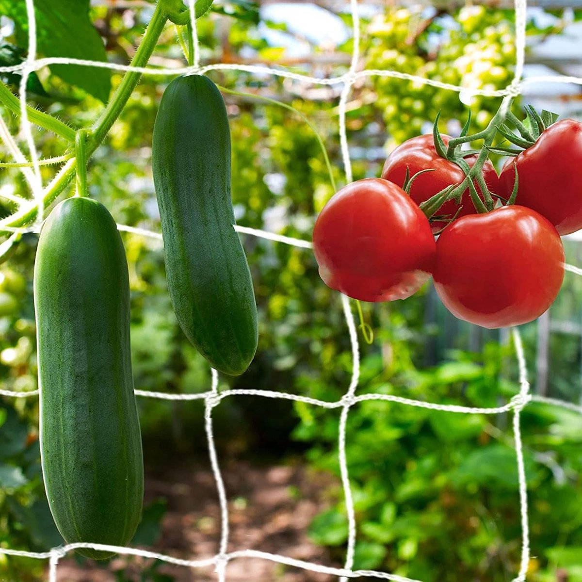 Witte Klimnet voor Tuinplanten - Stevige Trellis voor Groenten zoals Tomaten, Komkommers en Erwten - 10 x 1,70 m