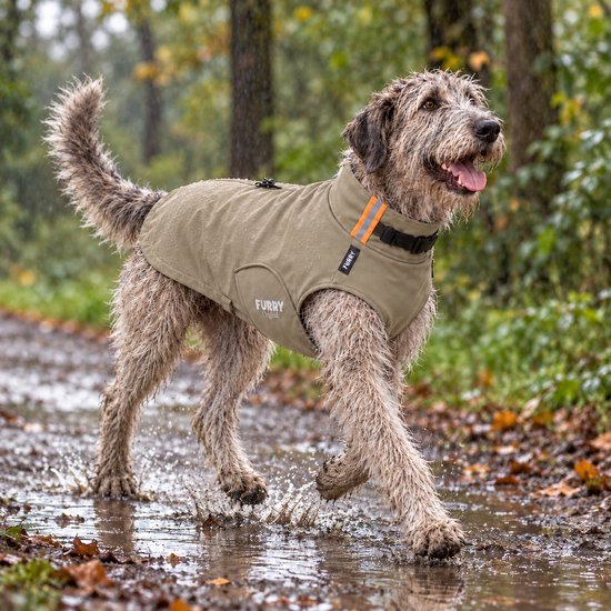 Een Ierse Wolfshond met een beige softshell jas loopt in de regen door een bos, spattend in plassen.