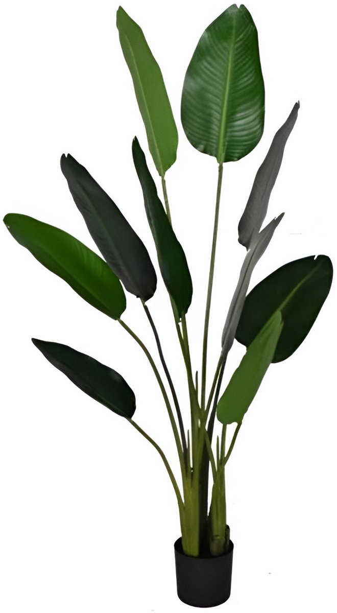 Deco strelitzia d80h150cm groen HBX Deco