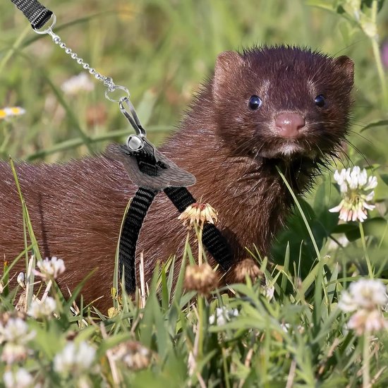 2 stuks verstelbaar harnas met riem voor hamsters, fretten, jonge konijnen, ratten en muizen, met belletje, zwart — afbeelding 3