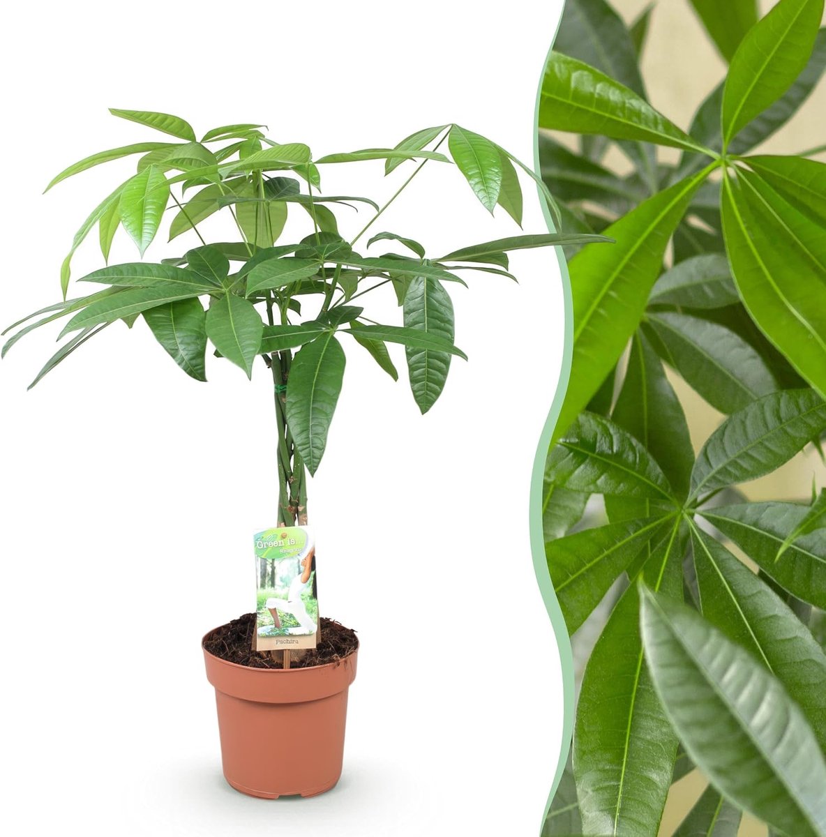 Is... Pachira Aquatica gevlochten stam - Geldboom - Weinig onderhoud - Groen - 60-70cm - Ø17cm - Kamerplant - Groenblijvend