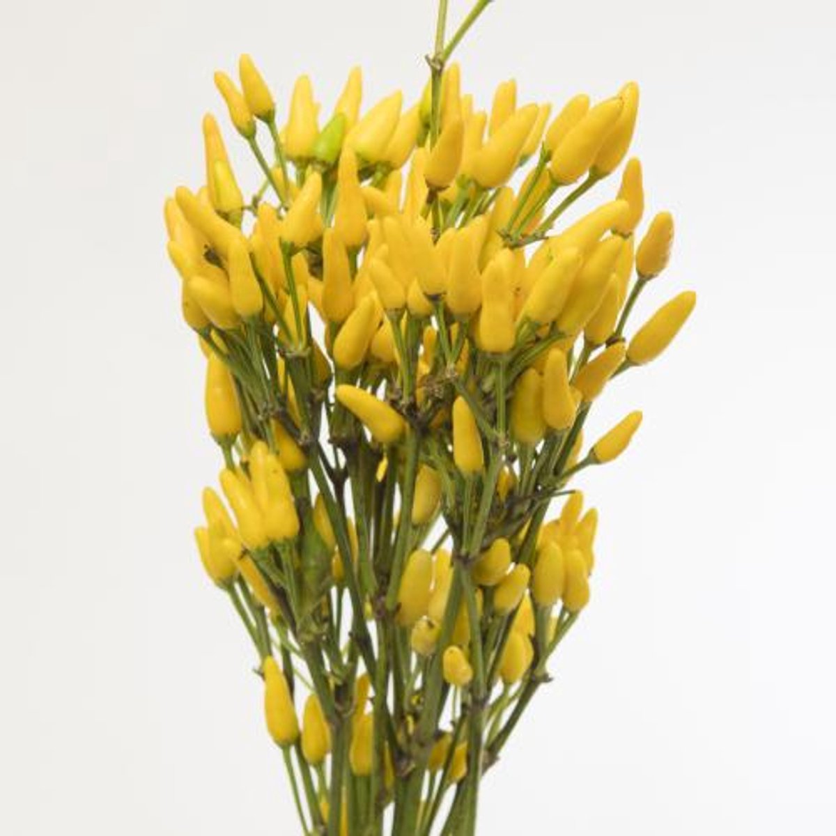1x Sf capsicum yellow fire 50cm