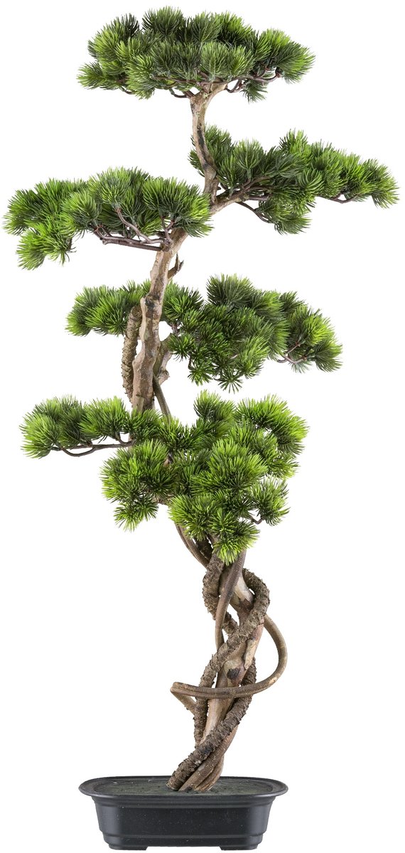 Kopu Bonsai (den) op stam - ca.90x40 cm - in Zwarte Plastic Pot