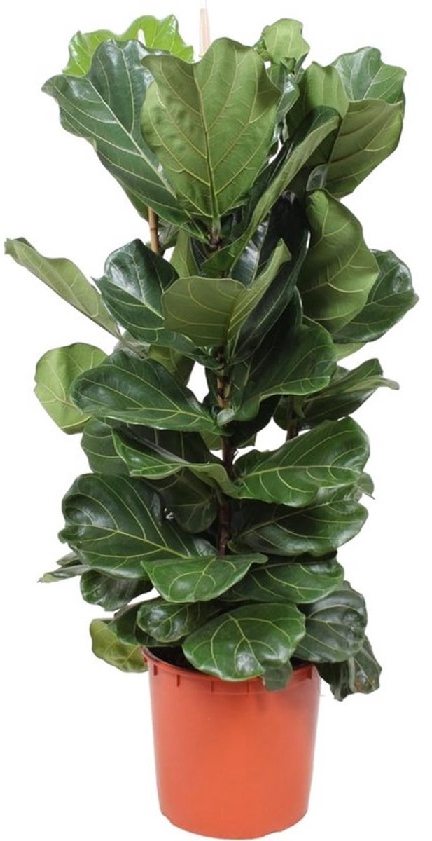 Grote Vioolbladplant Ficus Lyrata Struik Binnenplant 150-170 cm