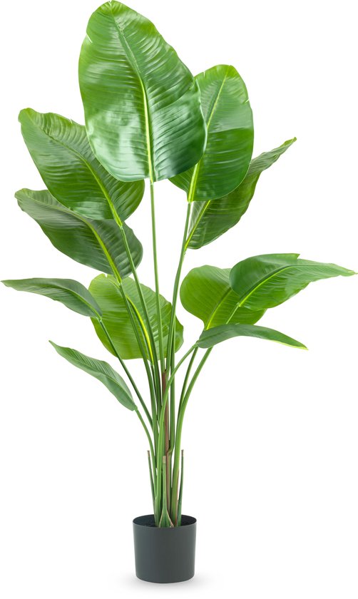 Kunstmatige Strelitzia plant van 150 cm met realistische groene bladeren in een zwarte pot.
