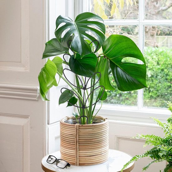 Zwart metalen klimrek in bladvorm geplaatst in een Monstera plant in een rotan pot.