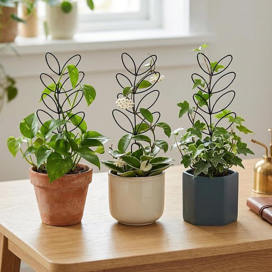 Drie planten met zwarte blad-roosters in verschillende potten op een houten tafel.